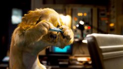 Cats & Dogs: The Revenge of Kitty Galore Movie photos