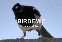 Birdemic: Shock and Terror Movie photos