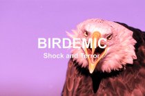 Birdemic: Shock and Terror Movie photos