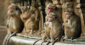 Monkey Kingdom Movie Photo 166390