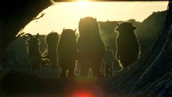 Where the Wild Things Are Movie photos