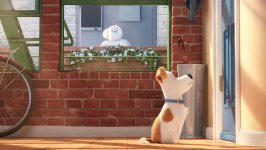 The Secret Life of Pets Movie photos