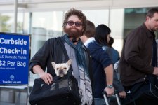 Zach Galifianakis Movie Photo 31515