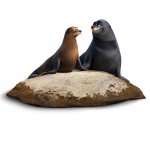 Finding Dory Movie photos