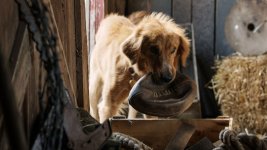 A Dog's Purpose Movie Photo 368473