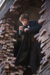 Fantastic Beasts and Where to Find Them Movie photos