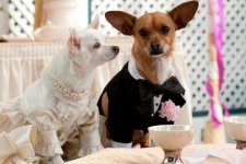 Beverly Hills Chihuahua 2 Movie photos