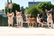 Beverly Hills Chihuahua 2 Movie photos