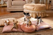 Beverly Hills Chihuahua 2 Movie photos