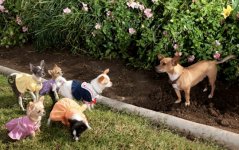 Beverly Hills Chihuahua 2 Movie photos