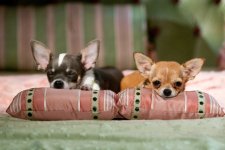 Beverly Hills Chihuahua 2 Movie photos