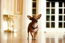 Beverly Hills Chihuahua 2 Movie photos