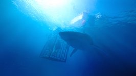 47 Meters Down Movie photos