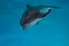 Dolphin Tale Movie photos