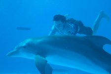 Dolphin Tale Movie photos