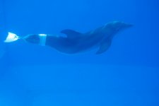 Dolphin Tale Movie photos