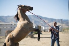 The Mustang Movie Photo 501014