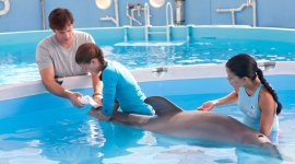 Dolphin Tale Movie Photo 50226