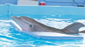 Dolphin Tale Movie photos