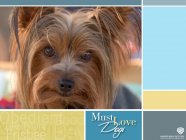 Must Love Dogs Movie photos