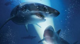 47 Meters Down: Uncaged Movie photos