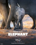 Elephants Movie posters