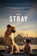 Stray Movie photos