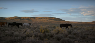 The Mustangs: America's Wild Horses Movie Photo 609927