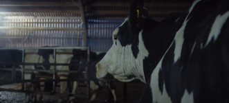 Cow Movie photos