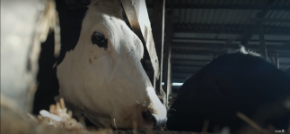 Cow Movie photos