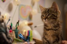 A Cat's Life Movie photos