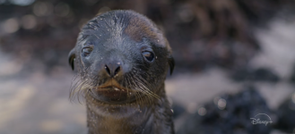 Sea Lions of the Gal&aacute;pagos Movie photos