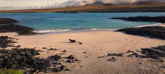 Sea Lions of the Gal&aacute;pagos Movie photos