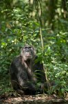 Chimpanzee Movie Photo 87439