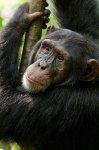 Chimpanzee Movie Photo 87441