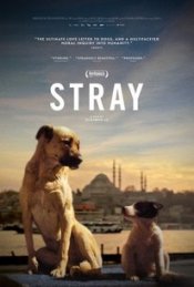 Stray Poster