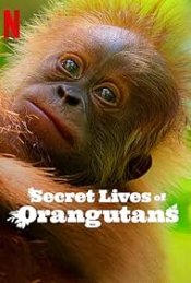 Secret Lives of Orangutans Poster