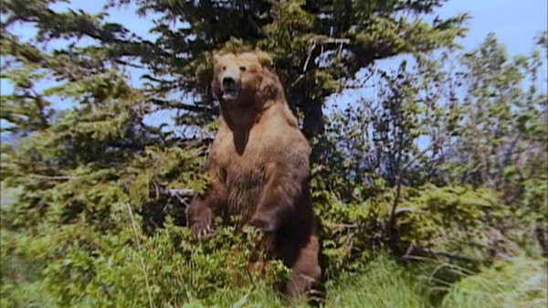 Grizzly Man Movie Photo 1050