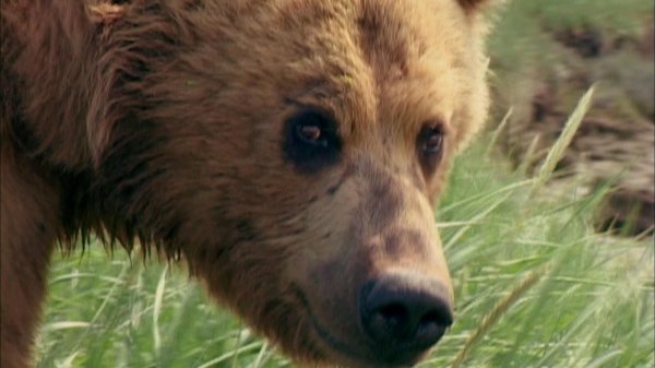 Grizzly Man Movie Photo 1052