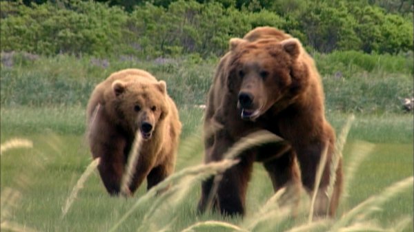 Grizzly Man Movie Photo 1053