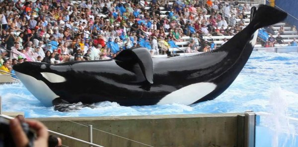 Blackfish Movie Photo 129702