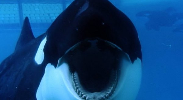 Blackfish Movie Photo 129704