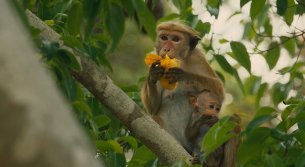 Monkey Kingdom Movie Photo 189100