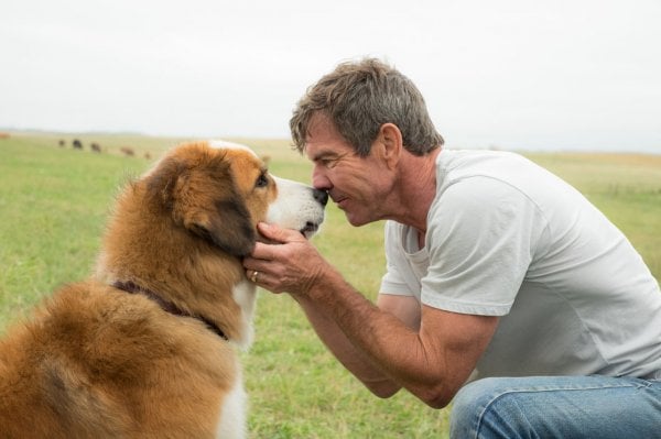 A Dog's Purpose Movie Photo 368471