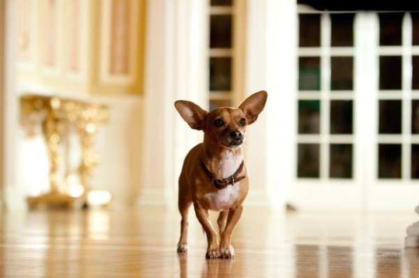 Beverly Hills Chihuahua 2 Movie Photo 39380