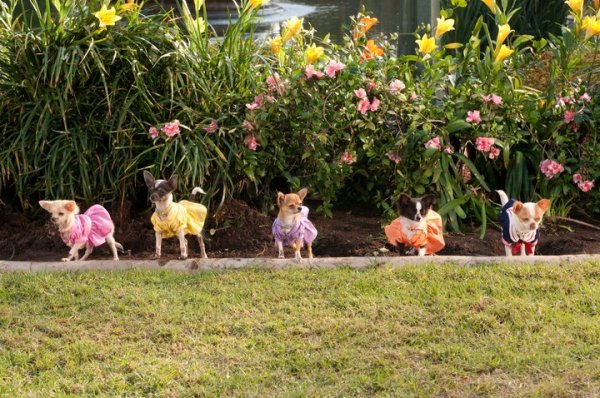 Beverly Hills Chihuahua 2 Movie Photo 39381