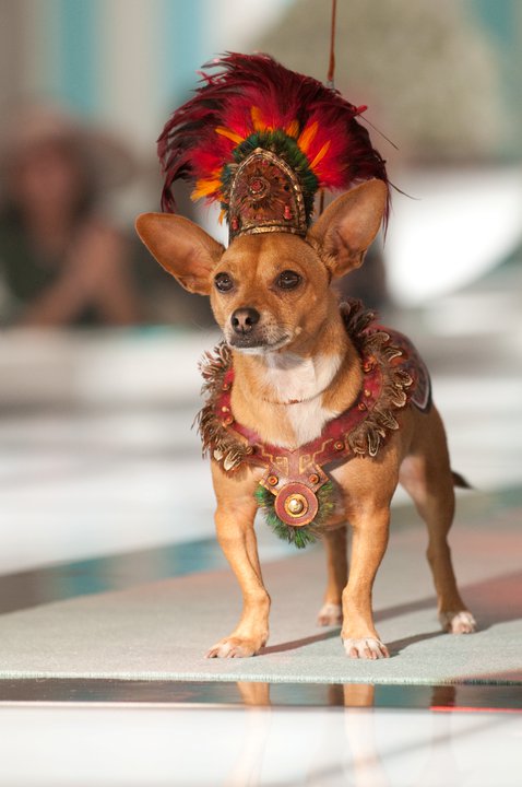 Beverly Hills Chihuahua 2 Movie Photo 39382