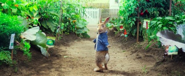 Peter Rabbit Movie Photo 485525