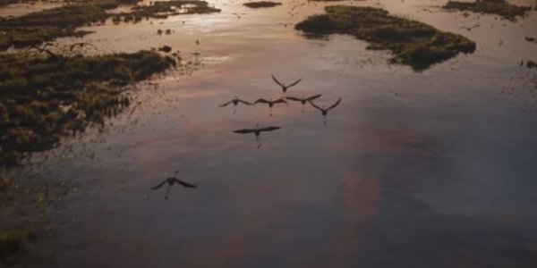 The Lion King Movie Photo 499088