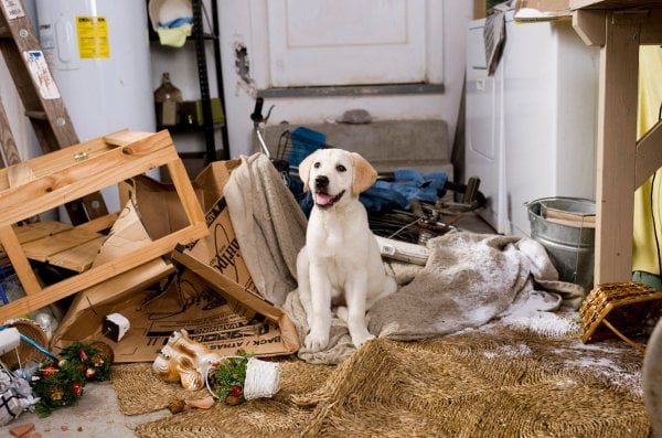 Marley & Me Movie Photo 5020